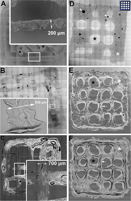 Printability, Durability, Contractility and Vascular Network Formation in 3D Bioprinted Cardiac Endothelial Cells Using Alginate–Gelatin Hydrogels